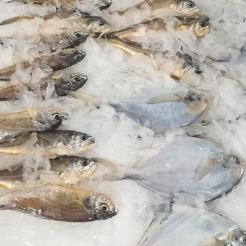 Haiyue Brand Air Cooled Sea Water Flake Ice Machine for Fish Customized Salt Water Ice Flake Making Machine